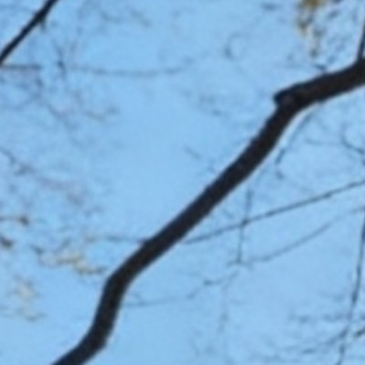 枝桠遥望晴空，心底留住光亮。以诚自持，坦荡前行，日子自会温柔晴朗🌤阳光信用