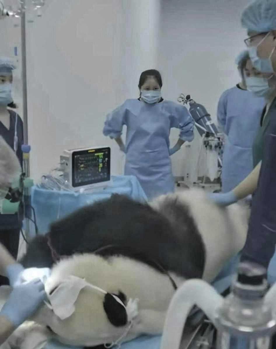 最近一只熊猫在医院做ct，结果全医院的医生都跑去撸猫了。
 
医院CT室里，出现