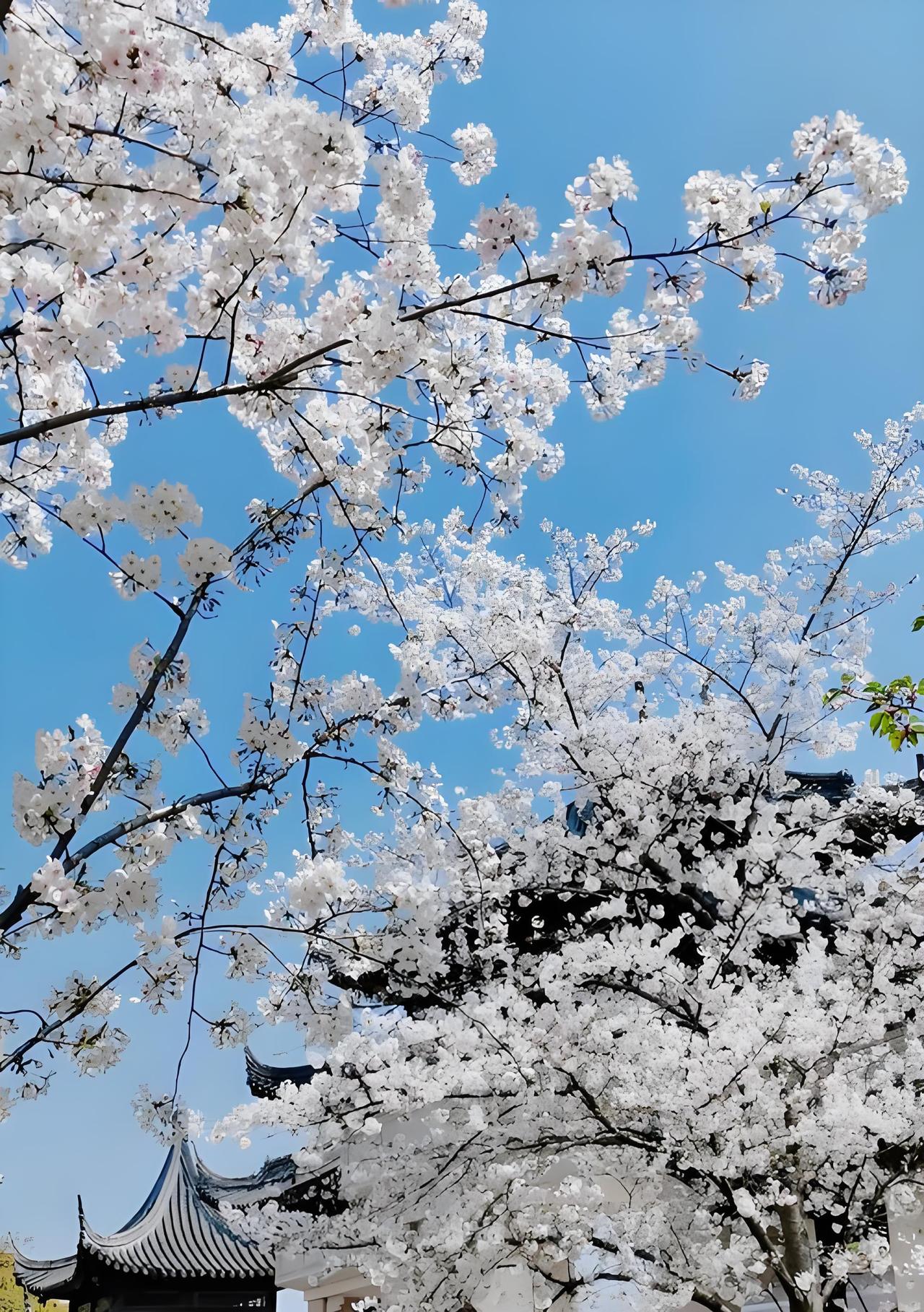 南京市鸡鸣寺樱桃大道上，樱花正在盛开，引来了众多游人前来欣赏。从鸡鸣寺路牌坊出发