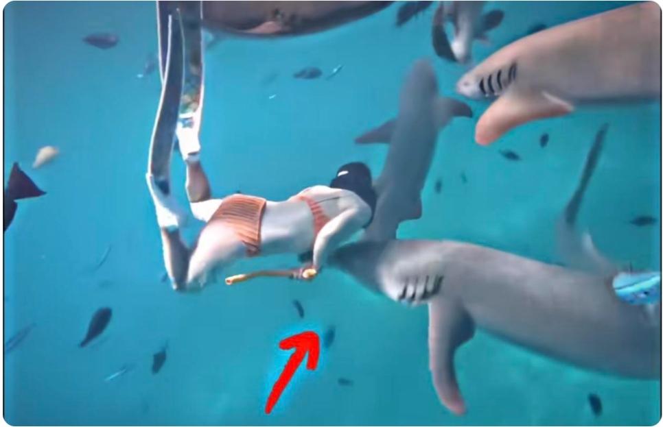 海边拍鲨鱼照把自己坑惨了！一博主为博眼球，不顾自己是生理期戴着反光首饰靠近鲨鱼，