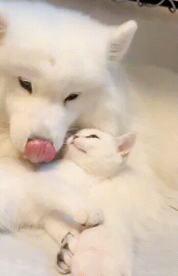 阴阳师式神的猫狗比现已严重失衡犬神，狗派唯一的真神(´･ω･)ﾉ(._.`)（大