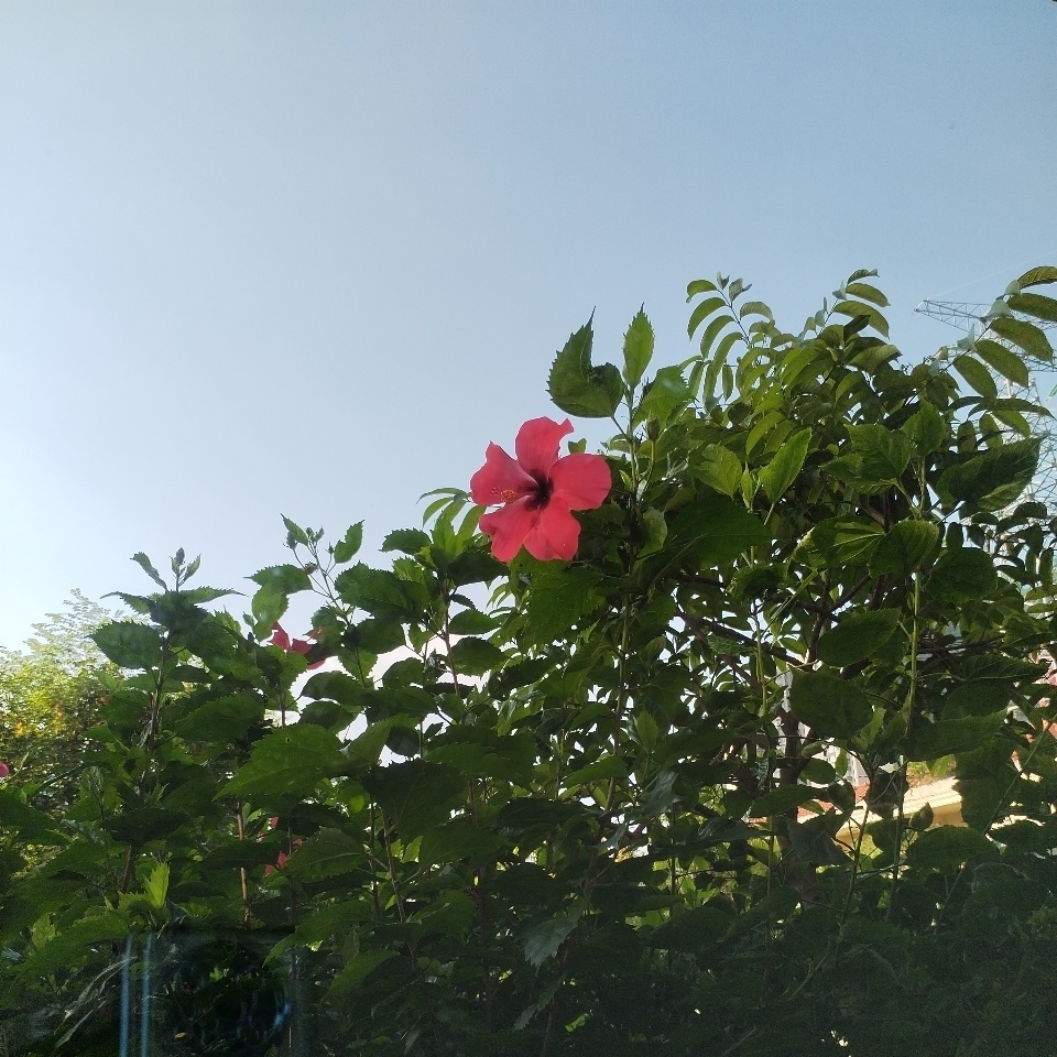 木槿花开🌸5：39去房间给一个宝宝换尿不湿，看到天亮了随手一拍7：20去倒垃圾