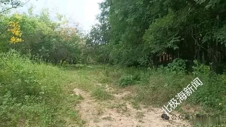 小布益 陕西扶风 ：210 亩耕地流转欠租撂荒 村民维权遇困 近日，陕西扶风县城