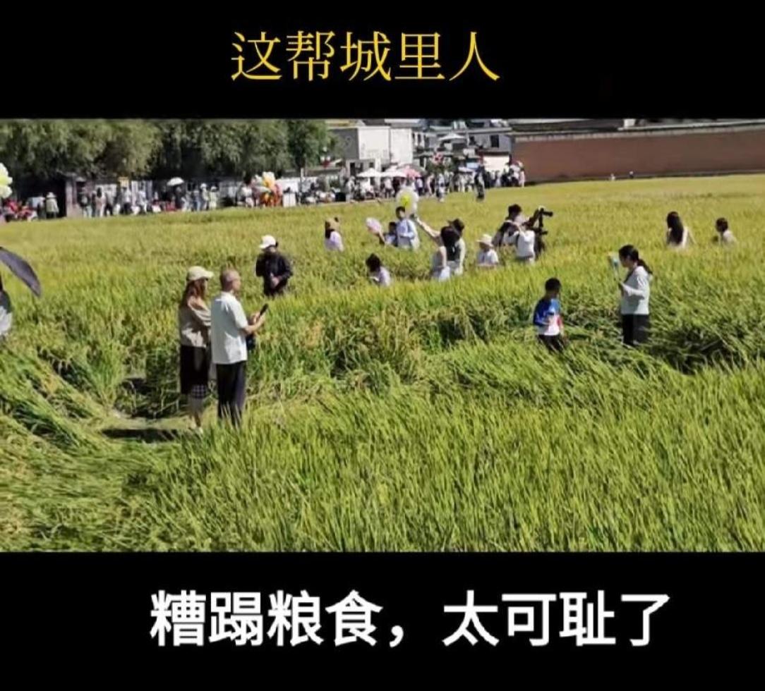 国庆出来玩，图的是开心，可有些人的做法是真让人膈应。 
刷到个视频，某地一片快收