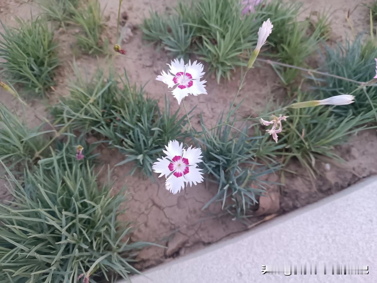 花儿一样