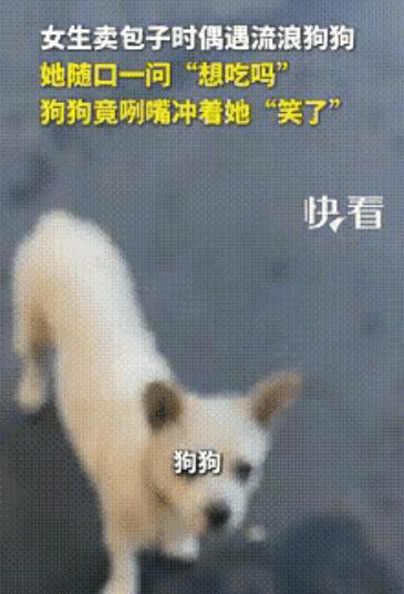 太感动了！河南洛阳，一女生卖包子时偶遇流浪狗狗，随口一句“你想吃吗？”不料狗狗竟