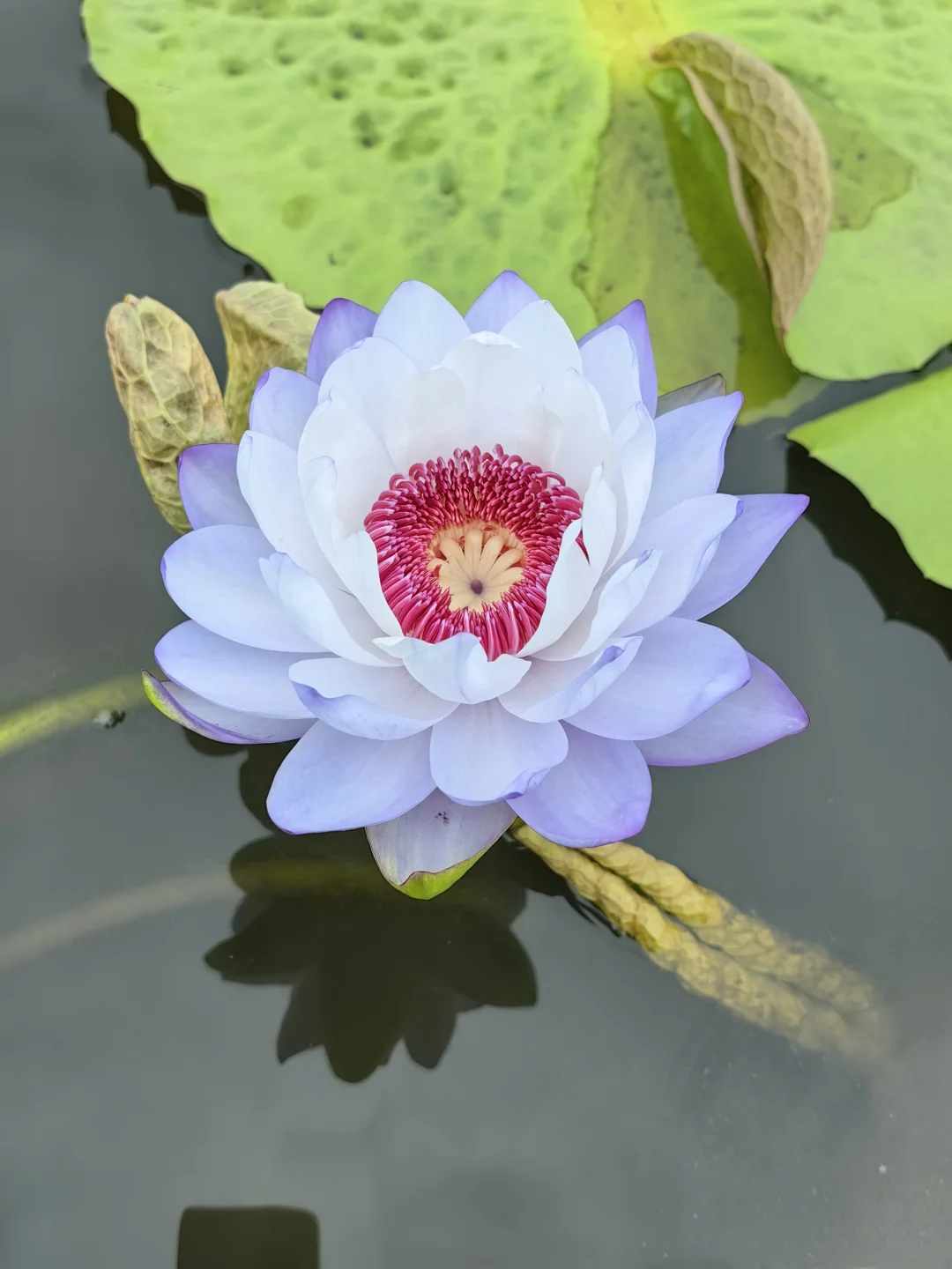 蓝色系澳洲睡莲