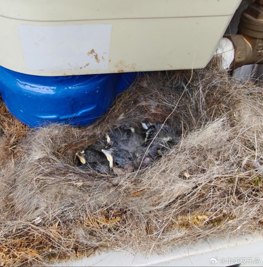 鸟粉投稿 水表箱里的山雀宝宝 