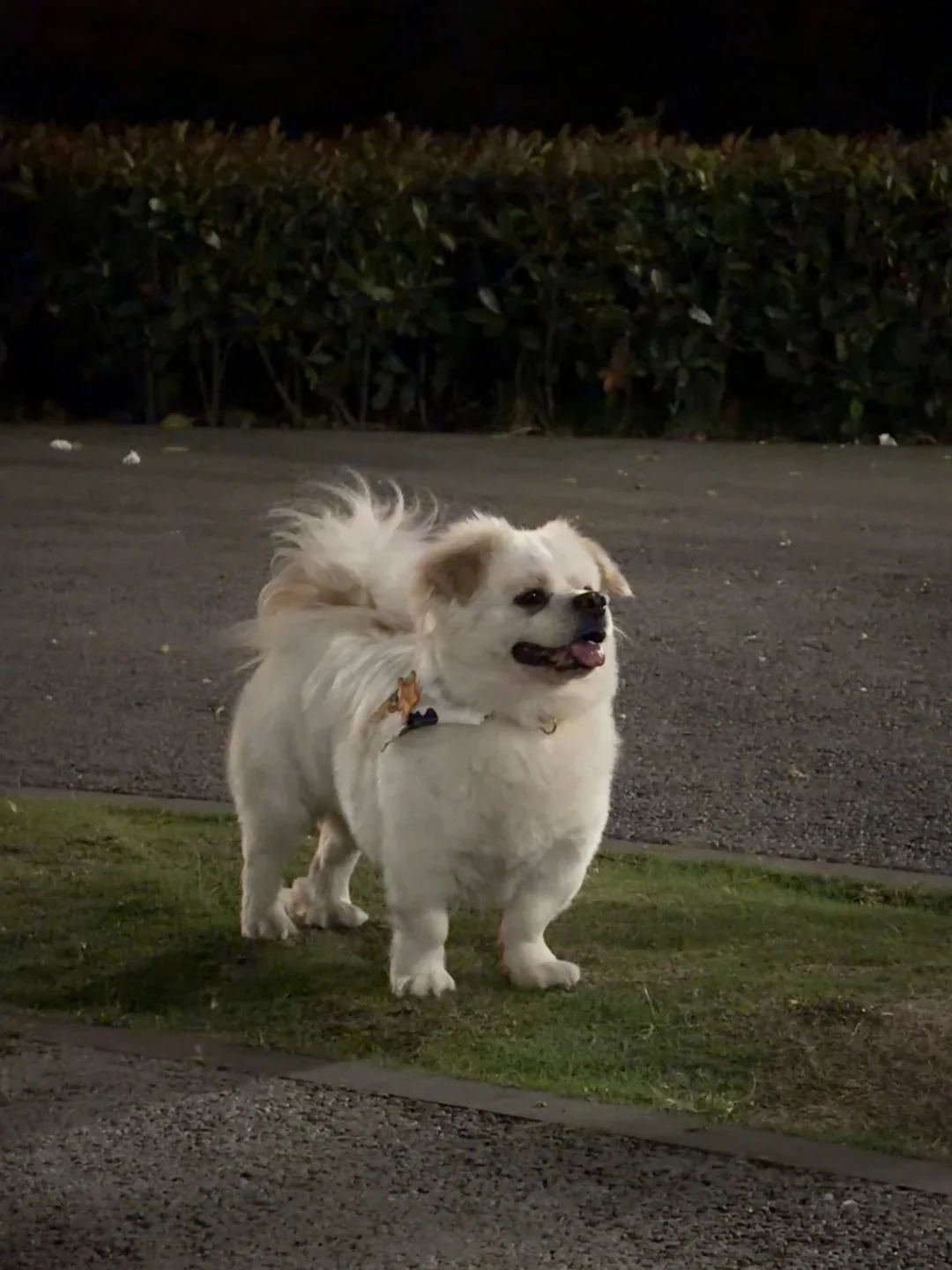 都这么喜欢我的小斗吗？那我再发几张