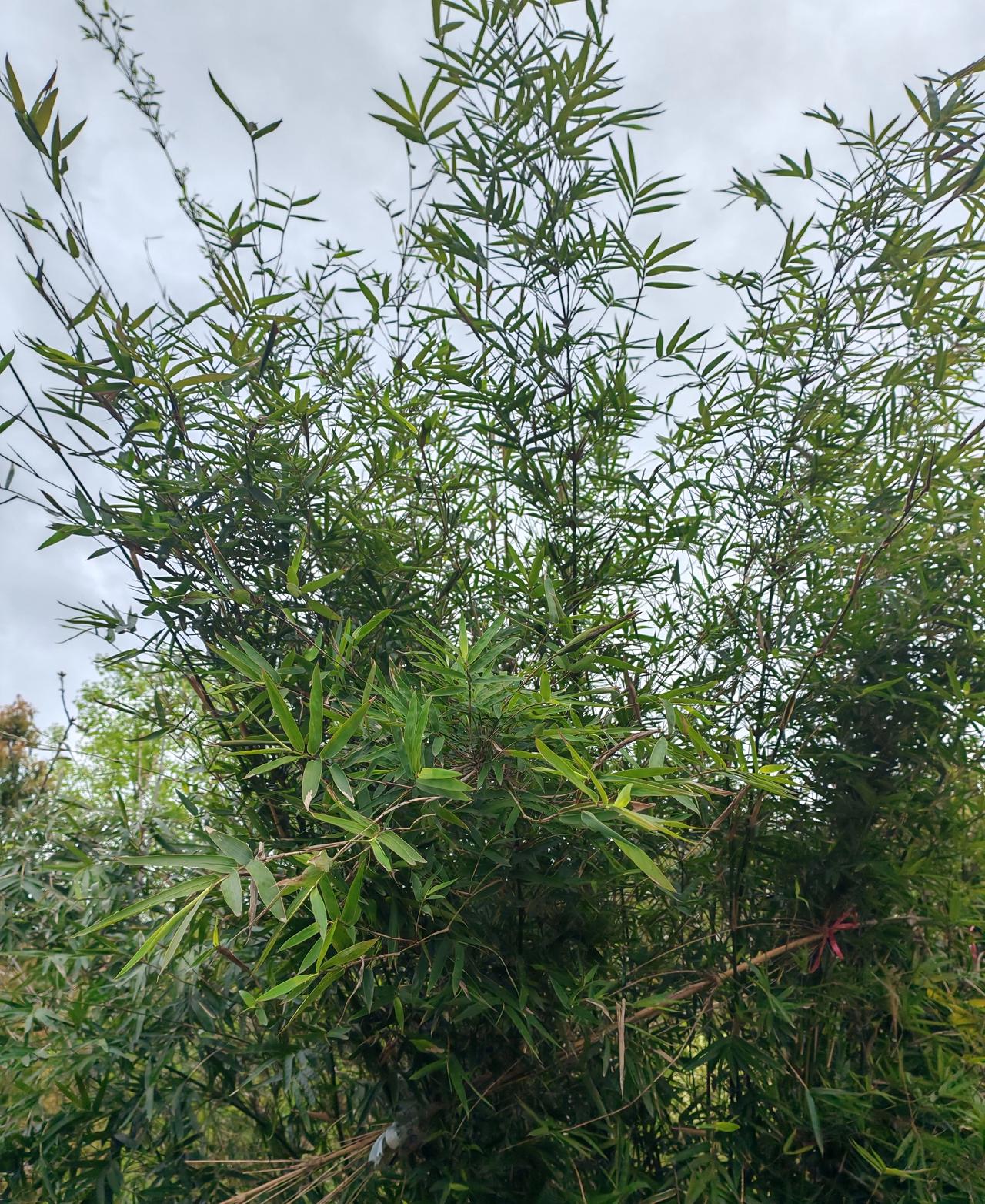 我堂姐的儿子学校有个高一的男生上个星期发现得了重病，学校就立刻组织捐款，我堂姐的