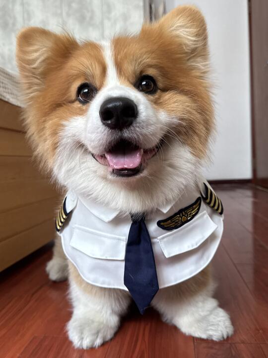泥嚎！我系本次✈️机长宝宝虎！