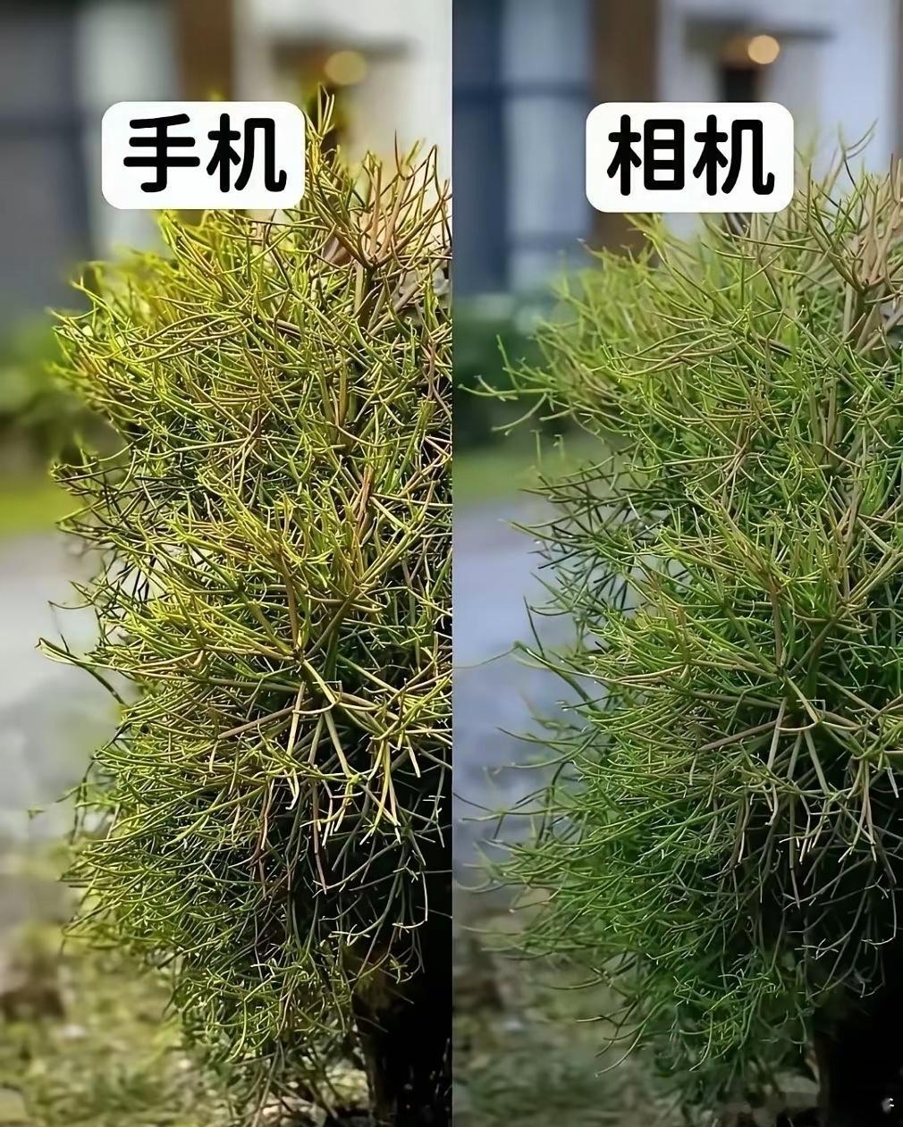 相机会被手机慢慢取代吗？ 