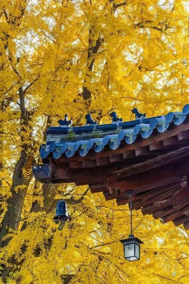 《千秋岁·秋》

        暮霞流灿。绮彩铺天卷。寒秋至，霜珠泫。淡云悠自