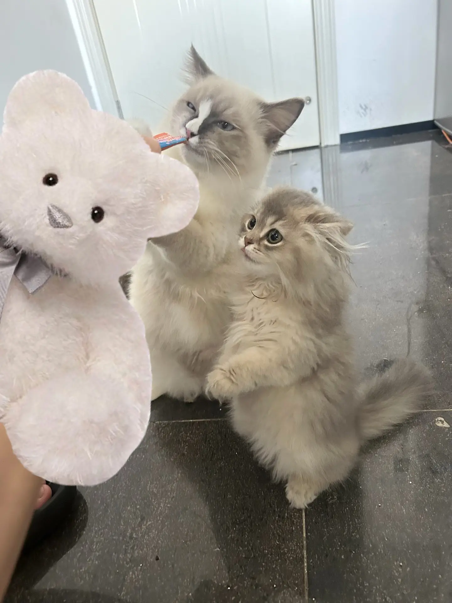 就算是临时的小孩角色卡 也谢谢你