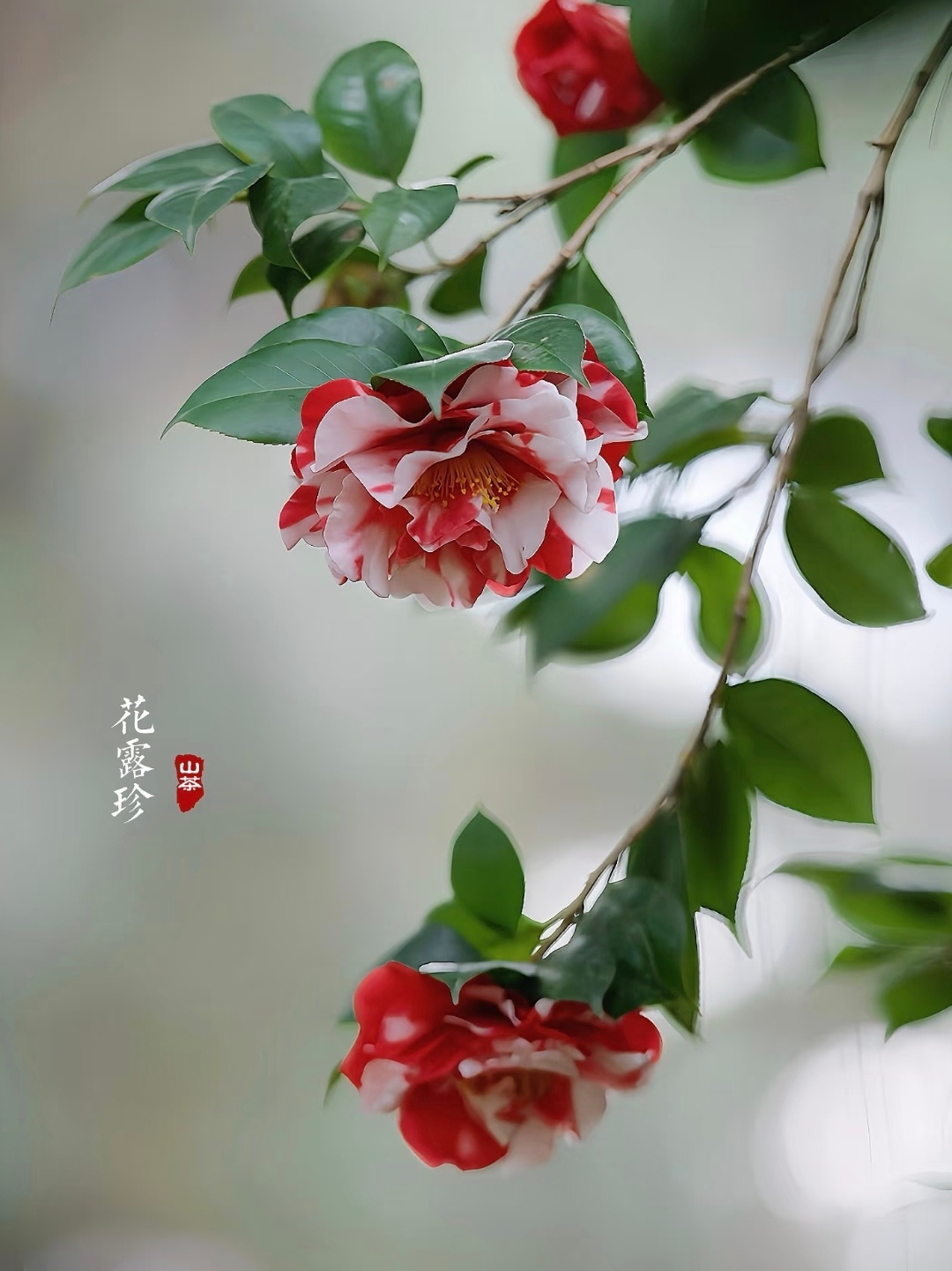 “ 茶花过雨十分香 … ” 