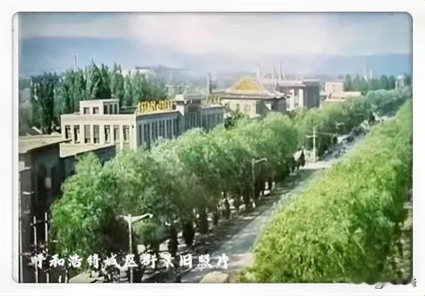分享一张呼和浩特垂柳街景旧照片：我记得有几年呼和浩特市区树木长的特别高大茂盛，中