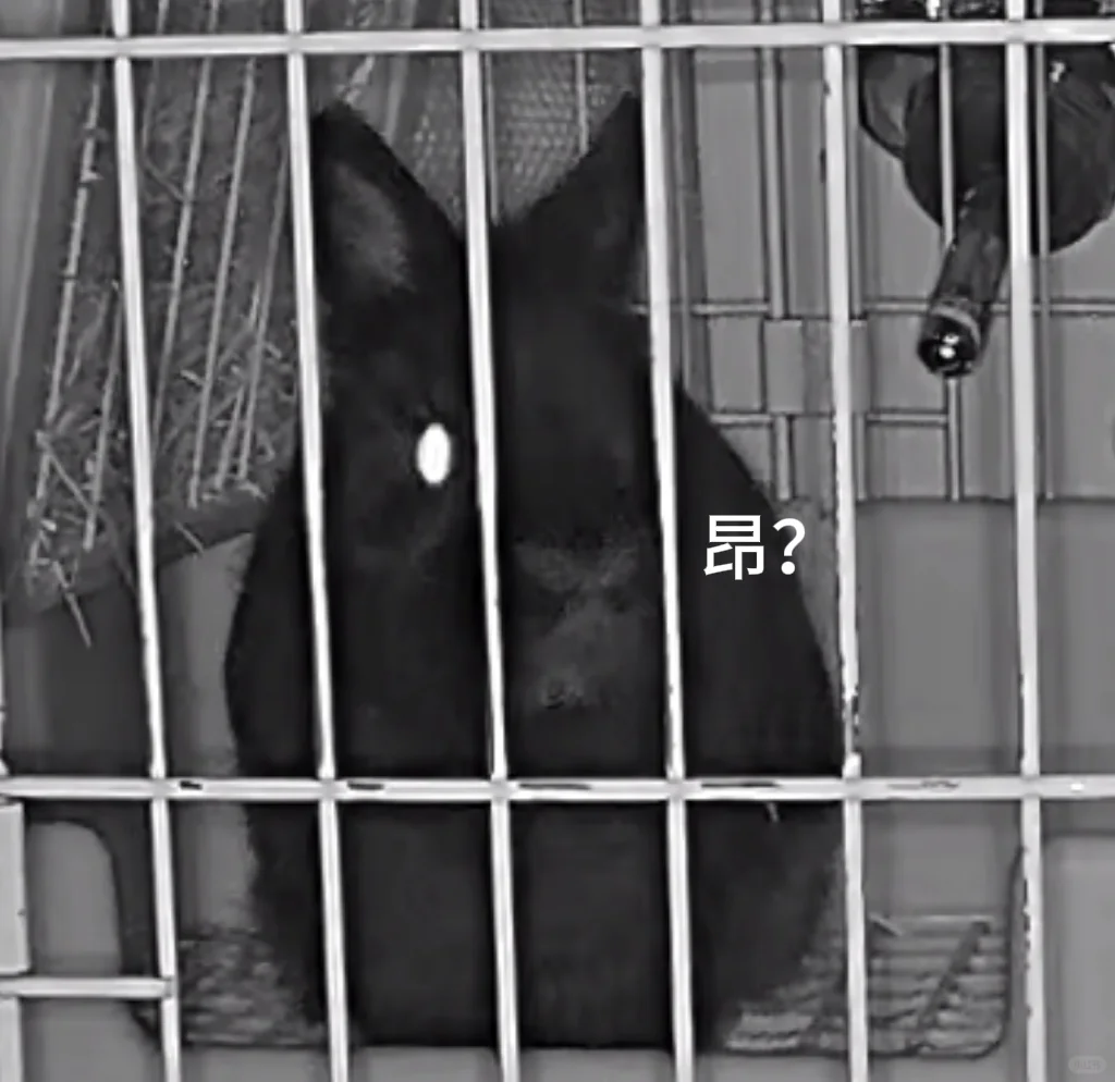 当你养了两只黑兔，晚上监控你就会看到……