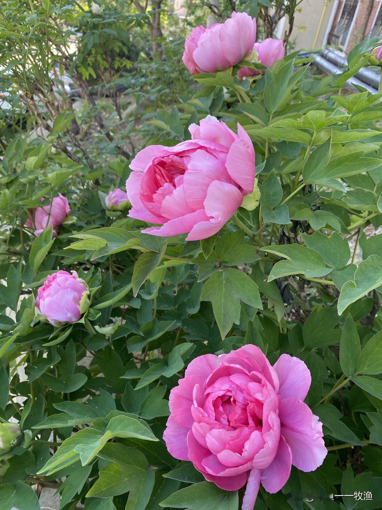 今天5月4日，我家二十年生的牡丹花才刚刚开始绽放。这几株牡丹花种在我家厨房窗户下