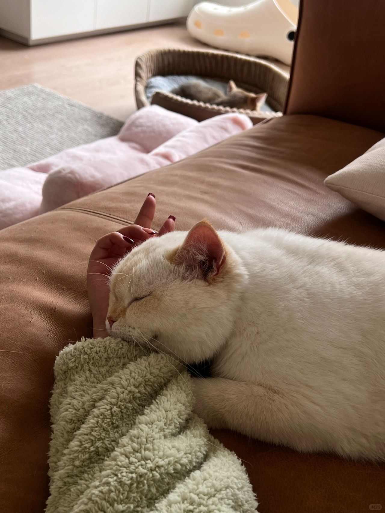 猫咪枕在手上睡觉的时候真的不敢呼吸