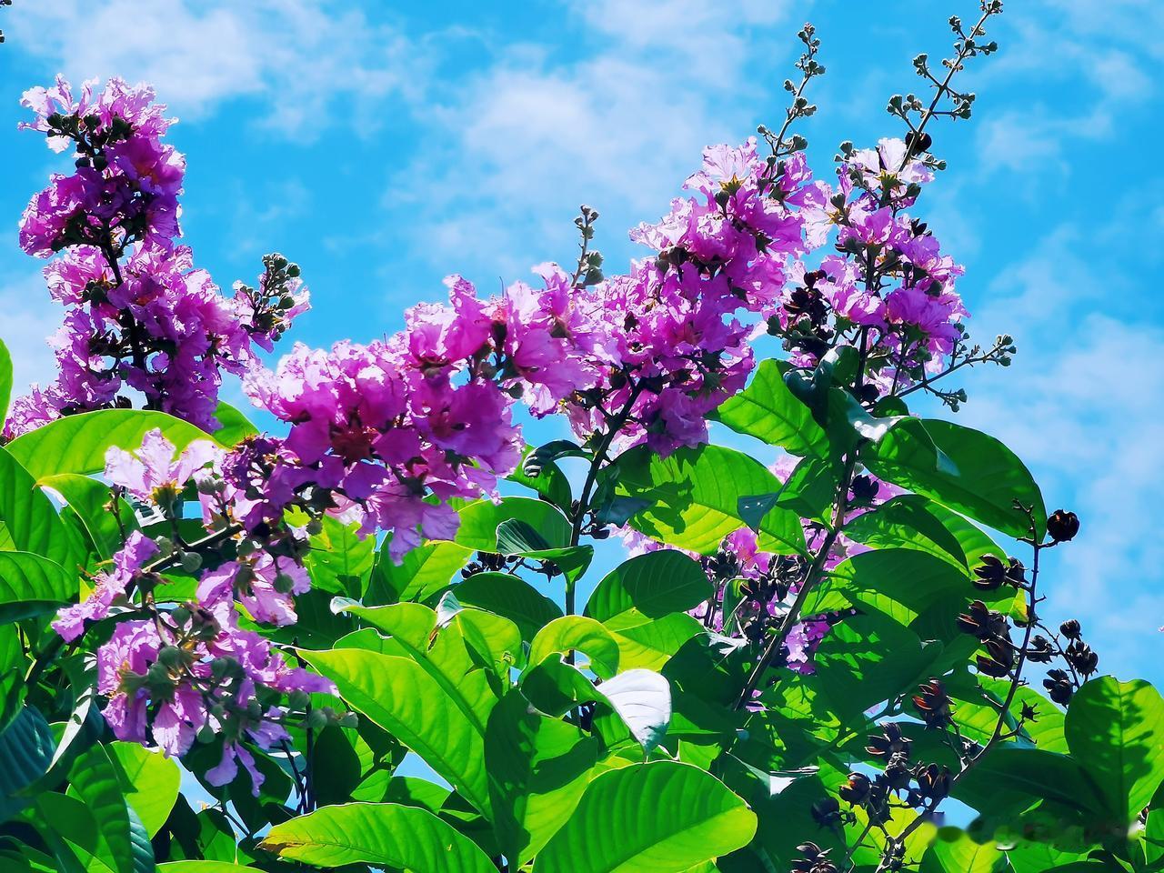河西花卉公园紫薇花开了