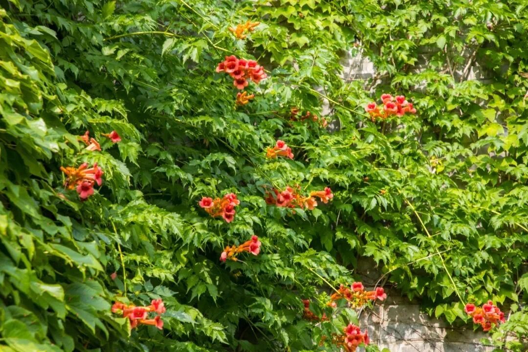 大美江苏一起拍 【当爬山虎遇上凌霄花】当扬州的夏意越发浓郁，宋夹城里，会开花的城