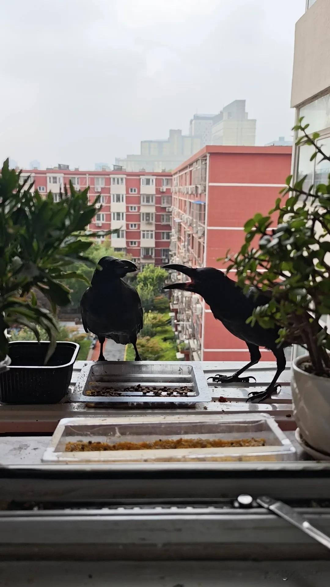 夏日生活打卡季今天我家窗外飞来两只乌鸦，是母子俩.乌鸦妈妈格外疼自己的孩子，孩子