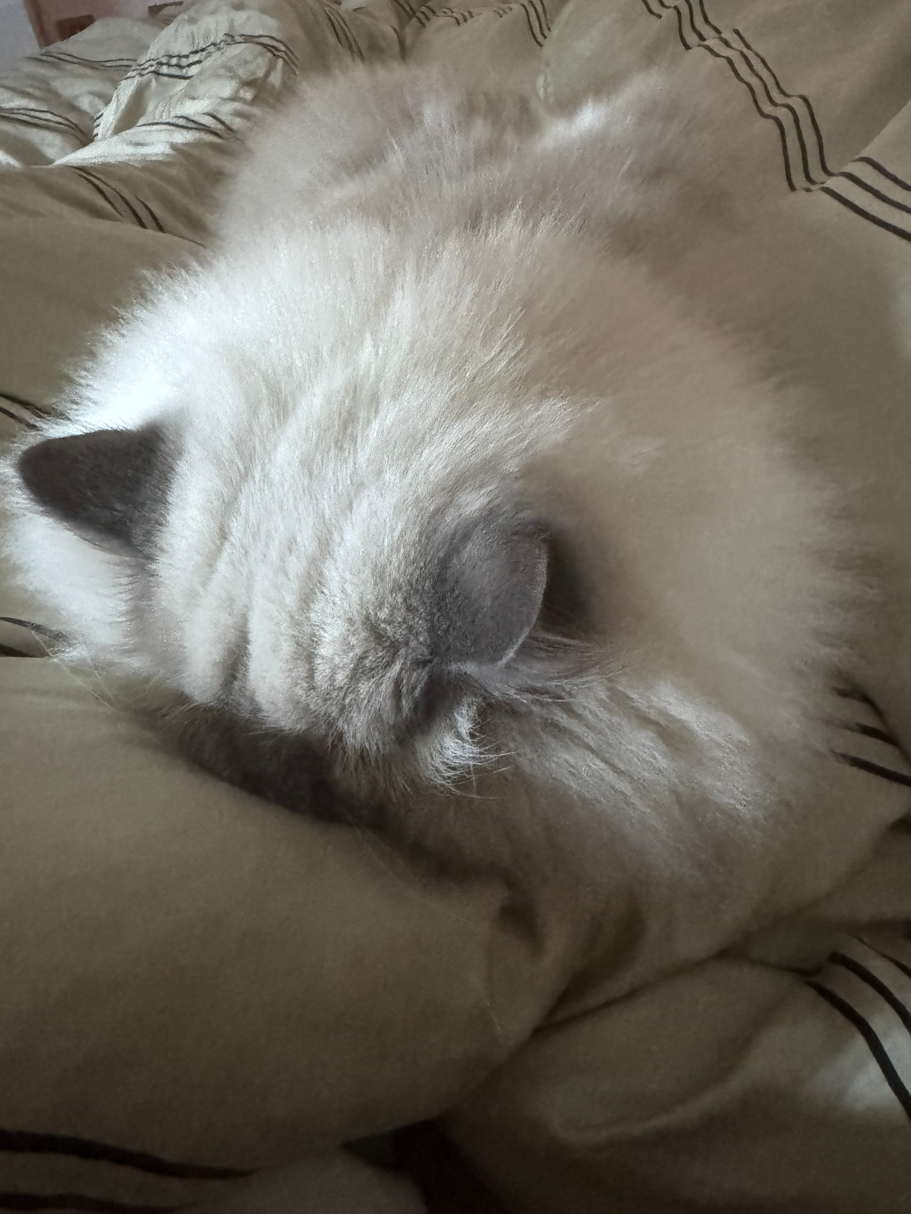 弹幕前面在聊猫咪：之前还有野猫跟着我到家门口：虽然有一瞬间动了恻隐之心，但是还是