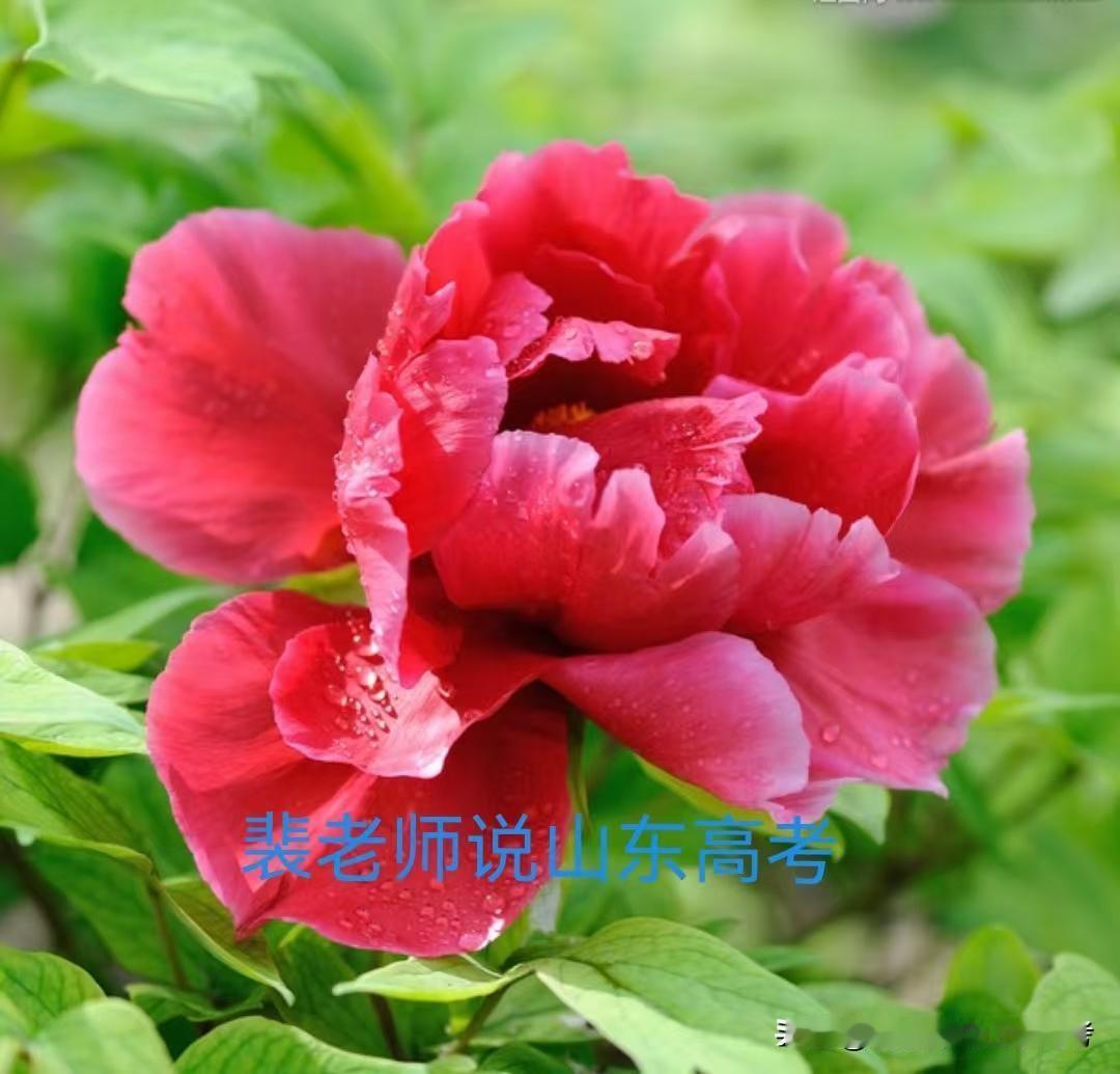 【山东高考】（26/04/10）最近浏览网页或视频，发现一个可笑的事情：找机构要