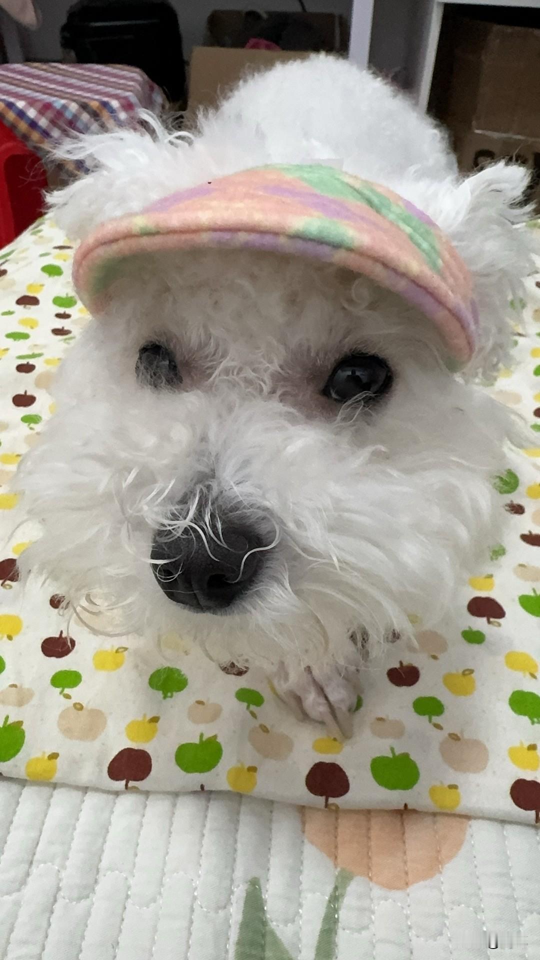 今天收拾小狗箱子时，发现了一顶超好看的帽子，心血来潮就给小比熊戴上了。这可是它第