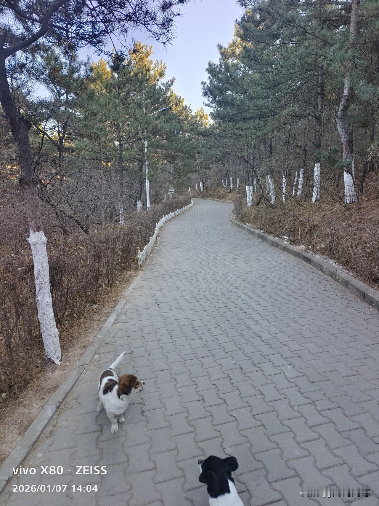 冬日遛狗，越过越有！