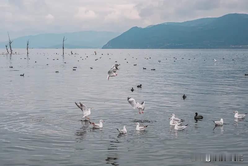 特朗普又搞大动作了！当地时间12月25日，他下令美军对尼日利亚西北部“伊斯兰国”
