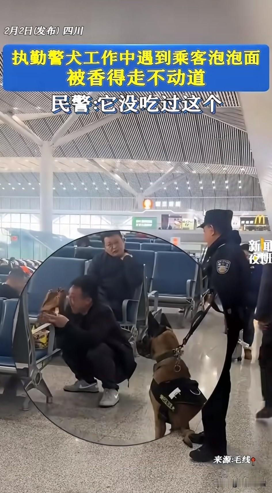 执勤的警犬碰到了旅客在煮泡面，
愣是坐在那里盯了半天，
让周边的旅客都产生了好奇