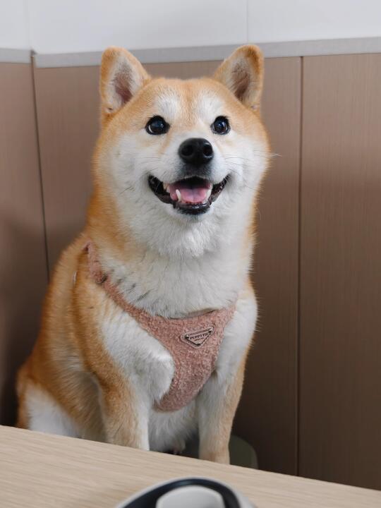 这就是眼里有光的小狗吗？