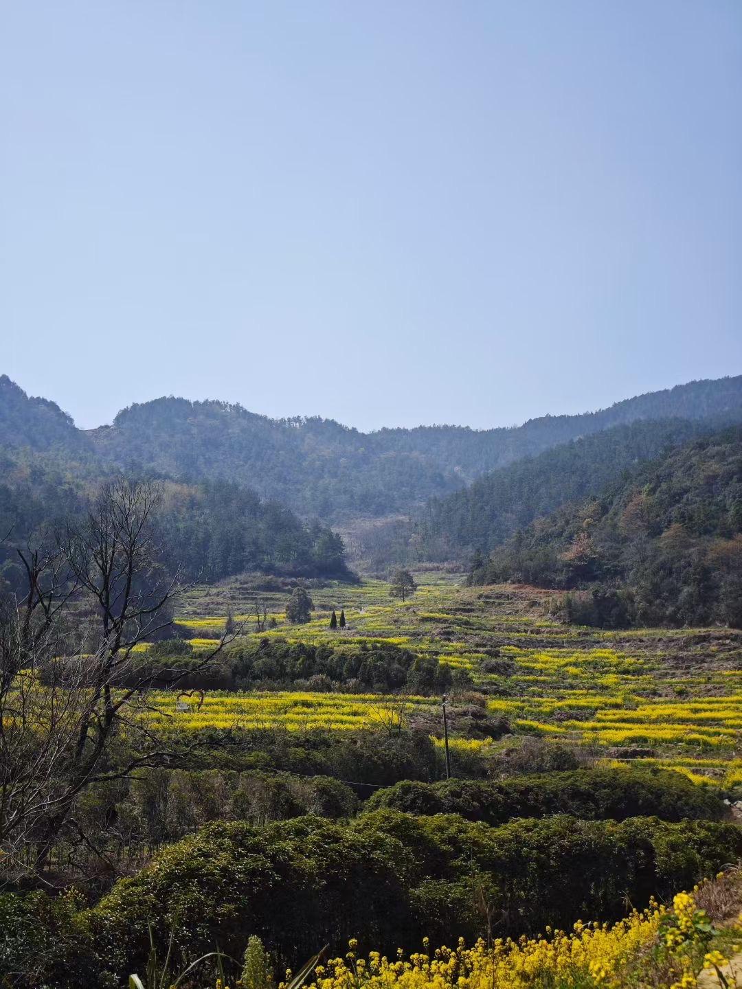 泱泱中华地域辽阔。北方这两天大雪，而江西南昌则满山遍布着各种花草植物以及许多野生