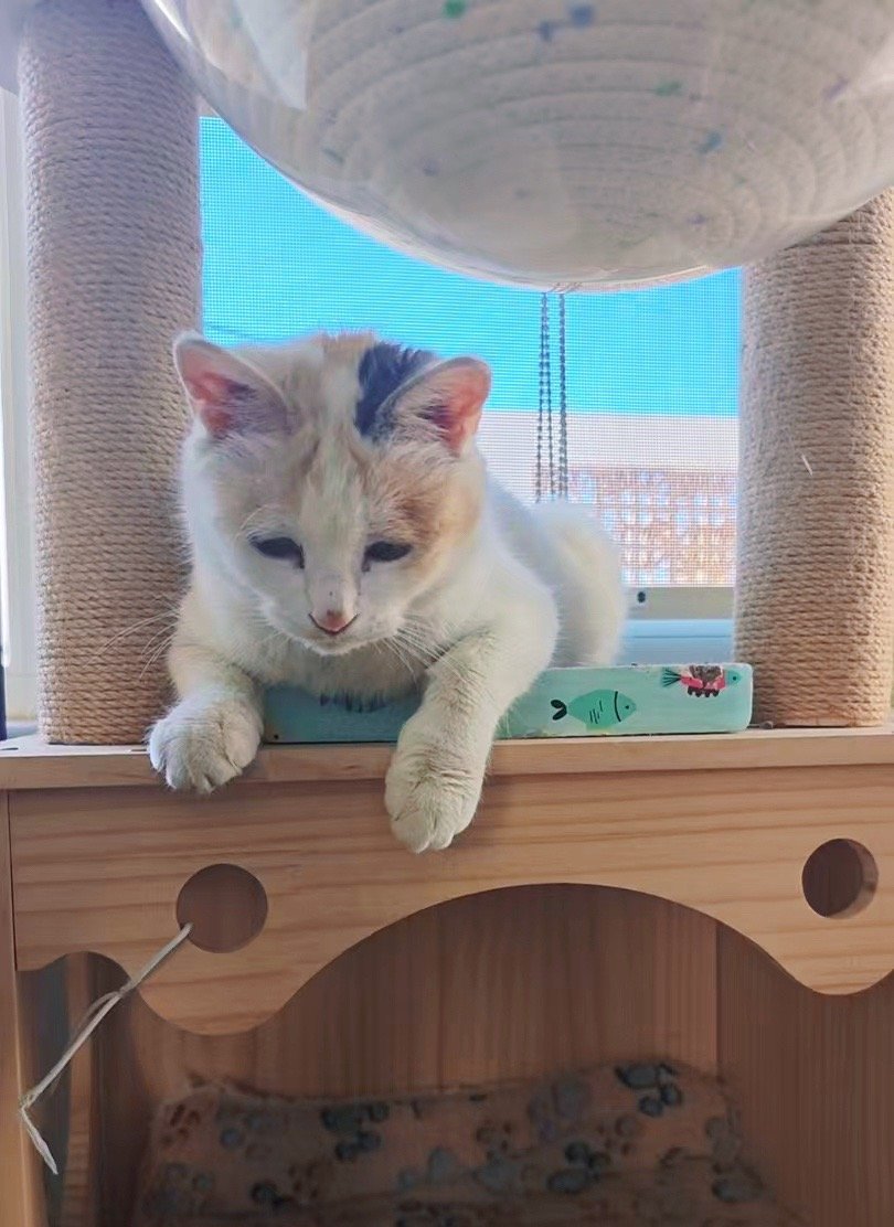 我的花园我的猫 我的花和我的猫。三彩妹子真好看。 