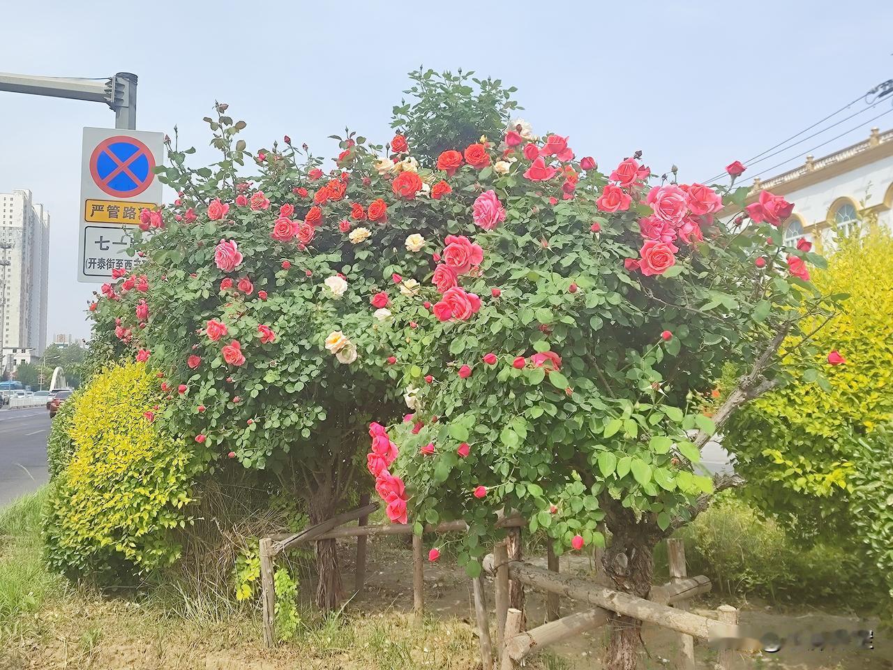 试问保定路边的树桩月季多少钱一棵啊？
路过七一路口，路边的月季盛开，一簇簇的是真