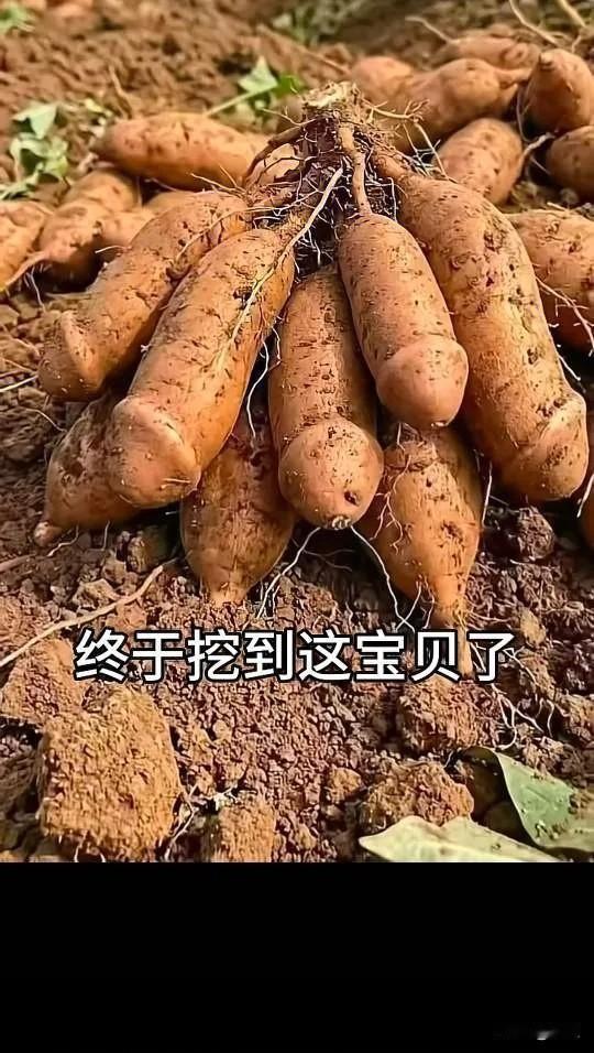 谁能认出这是什么？算你牛逼