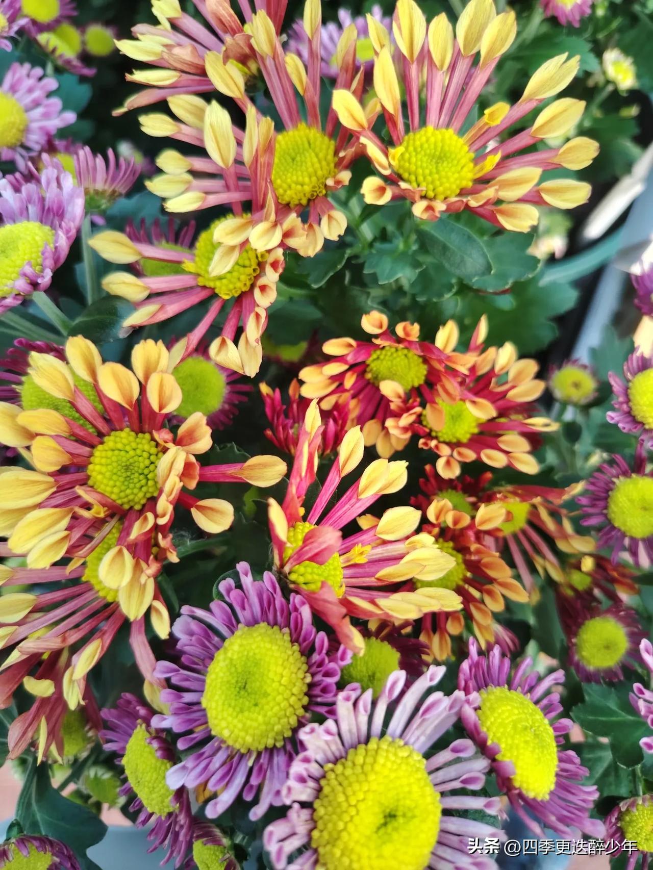花的感悟：
家花没有野花香。
野花没有家花长。
野花过季就凋零，
家花没有季节忧