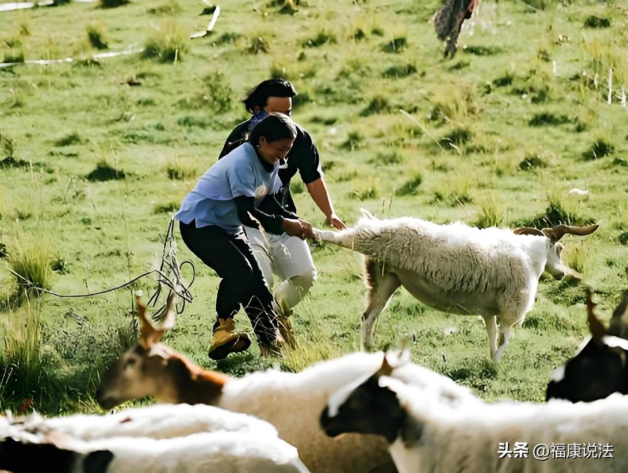 上海，男子在酒局上说第二天准备抓羊，朋友自告奋勇主动来帮忙，不料，抓第2只羊时，