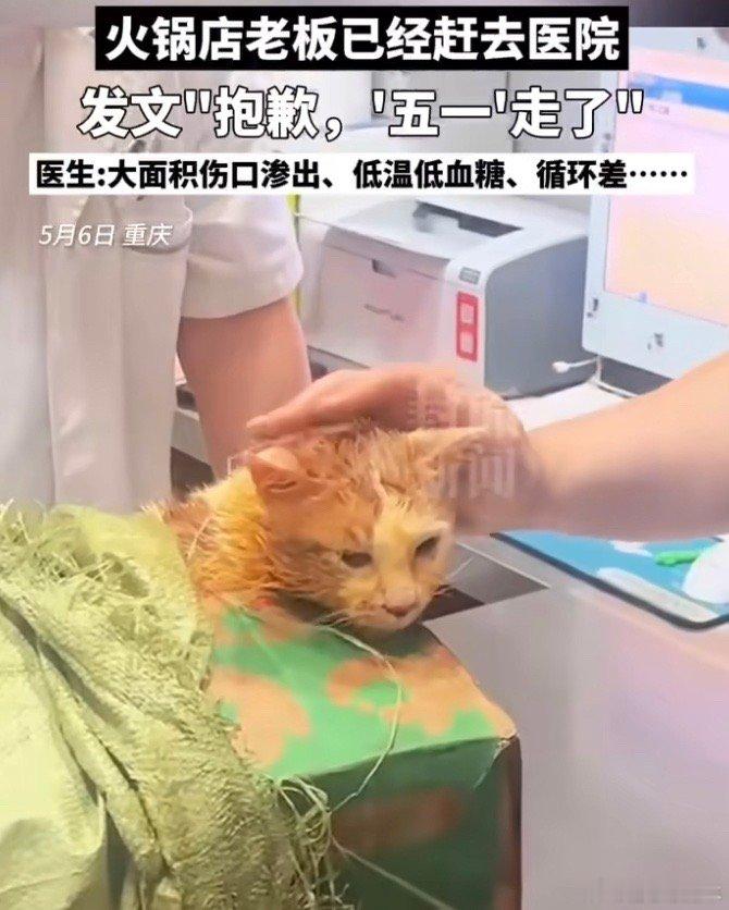掉入火锅小猫已离世把猫当宠物也好、同伴也好，都应该多注意一点啊，能让猫摔到火锅里