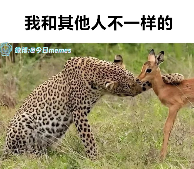 看得出来（9gag）今日meme 今日memes