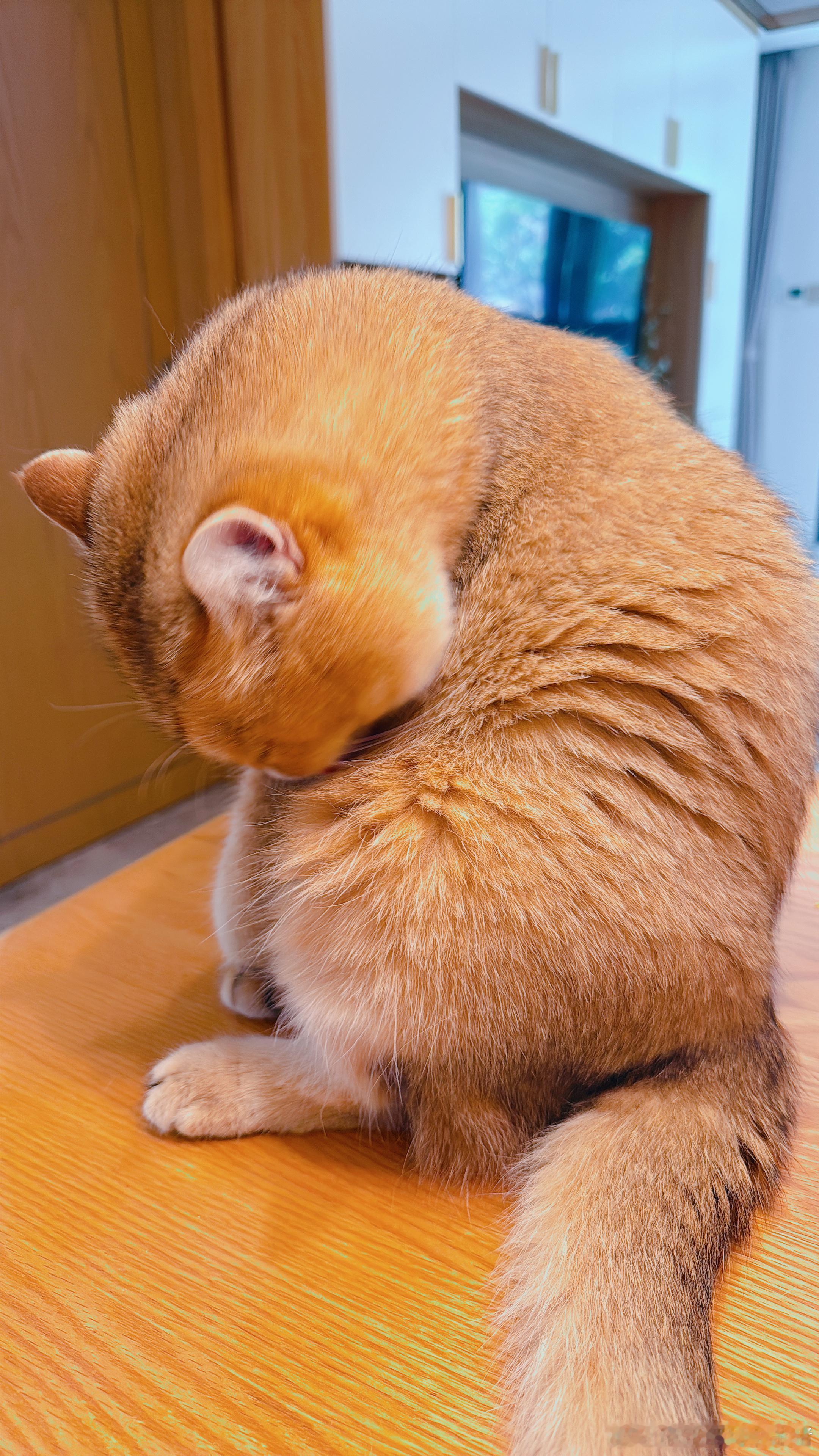 ee们，吸不吸金色袋鼠？？ 