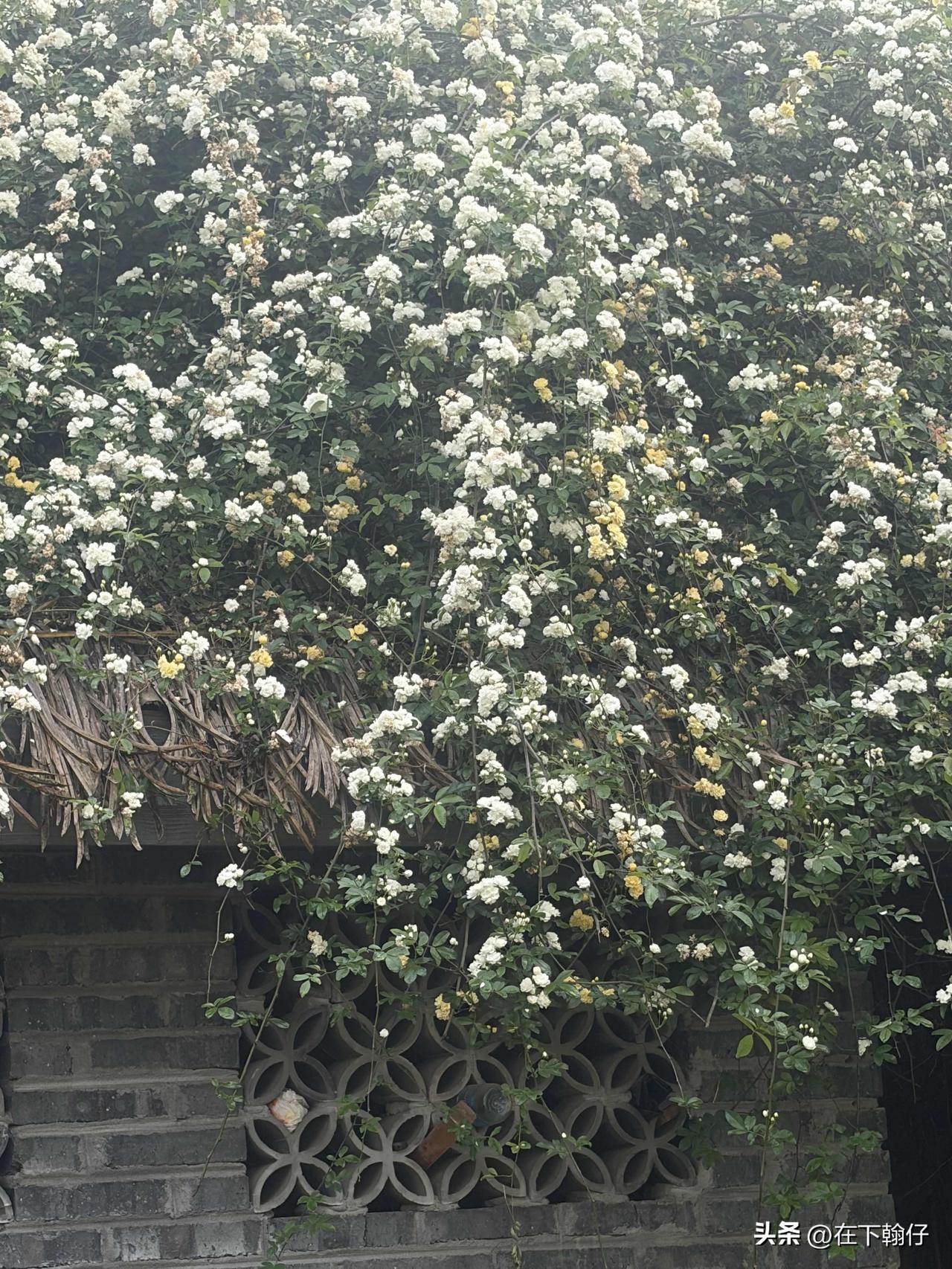 四川话里理发以前说“剪脑壳”，是地道的说法，老一辈尤其常用。这里的“脑壳”指头，