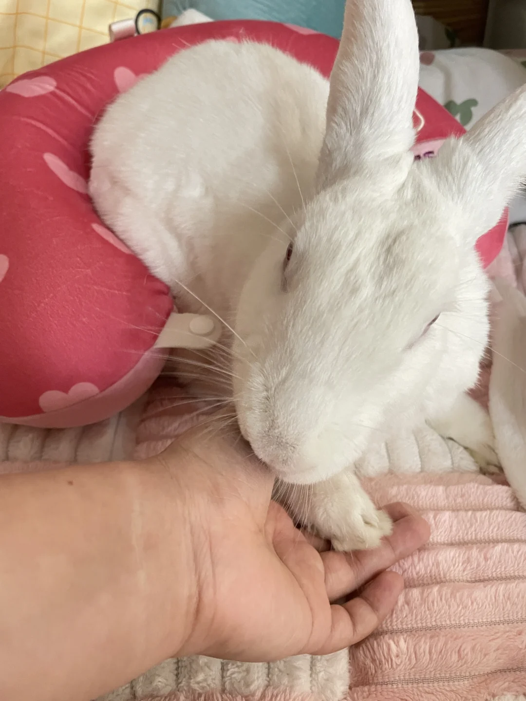 可爱的要了我的命！