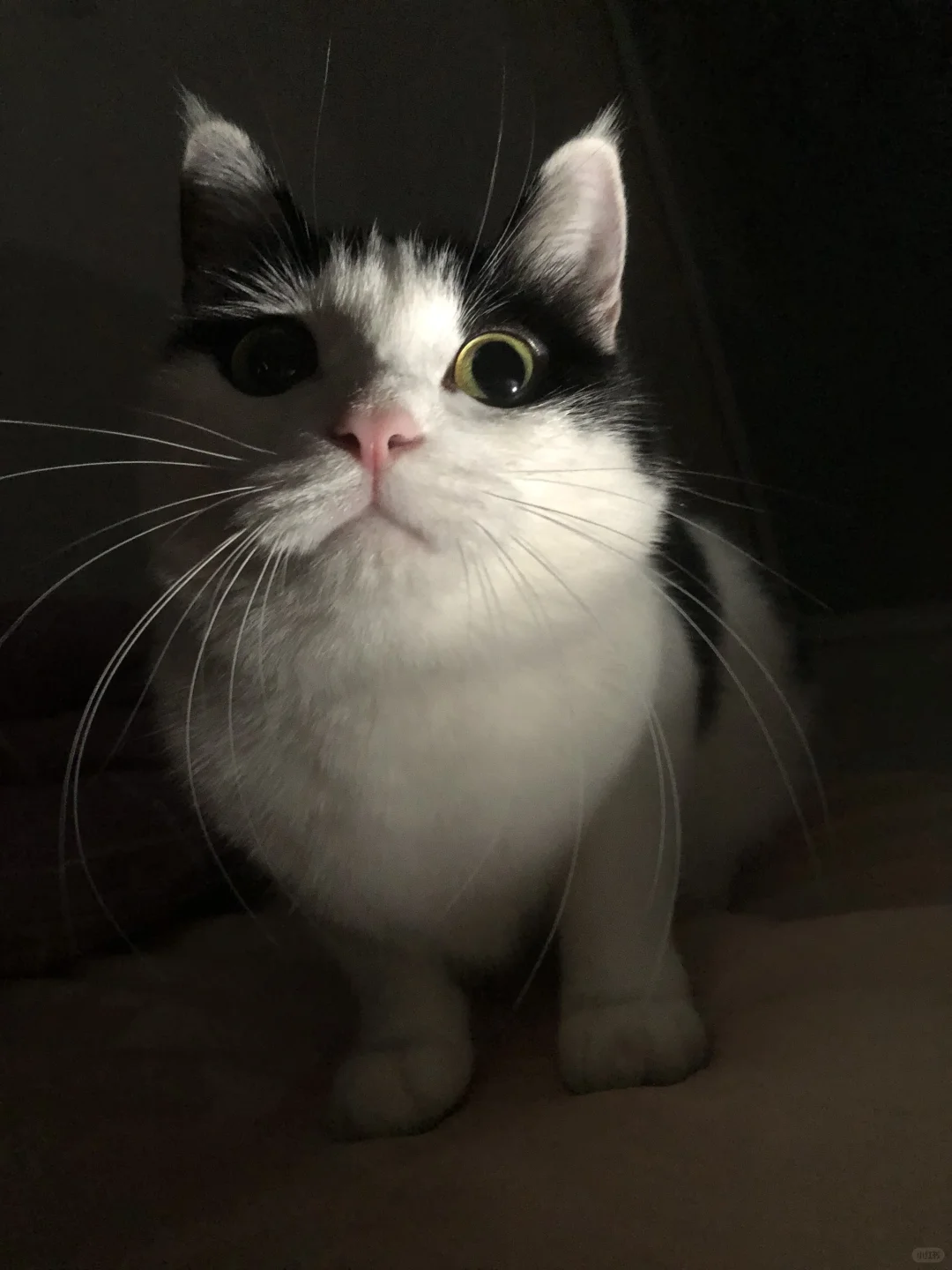 小猫会监视你，直到永远…