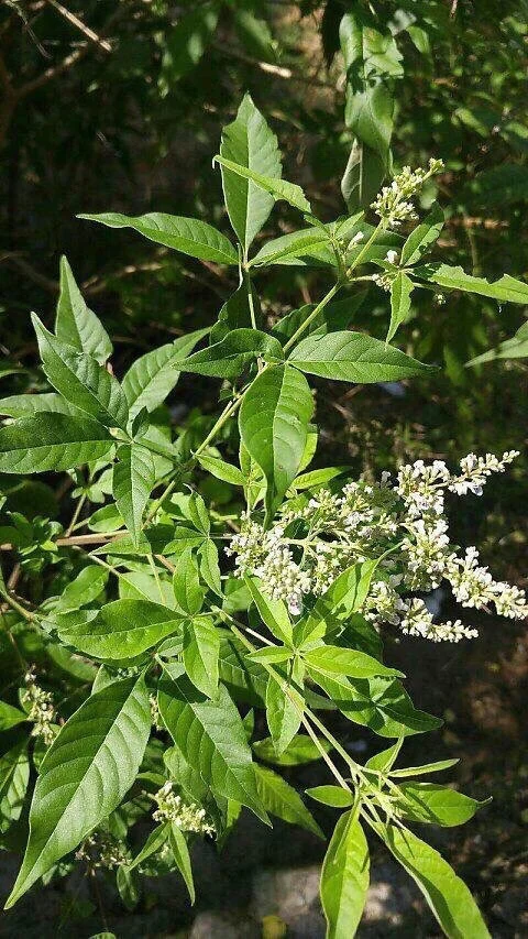 【布惊仁枕头】夏天安睡的好帮手，回头客超多的一款天然枕。布惊仁本身就是...