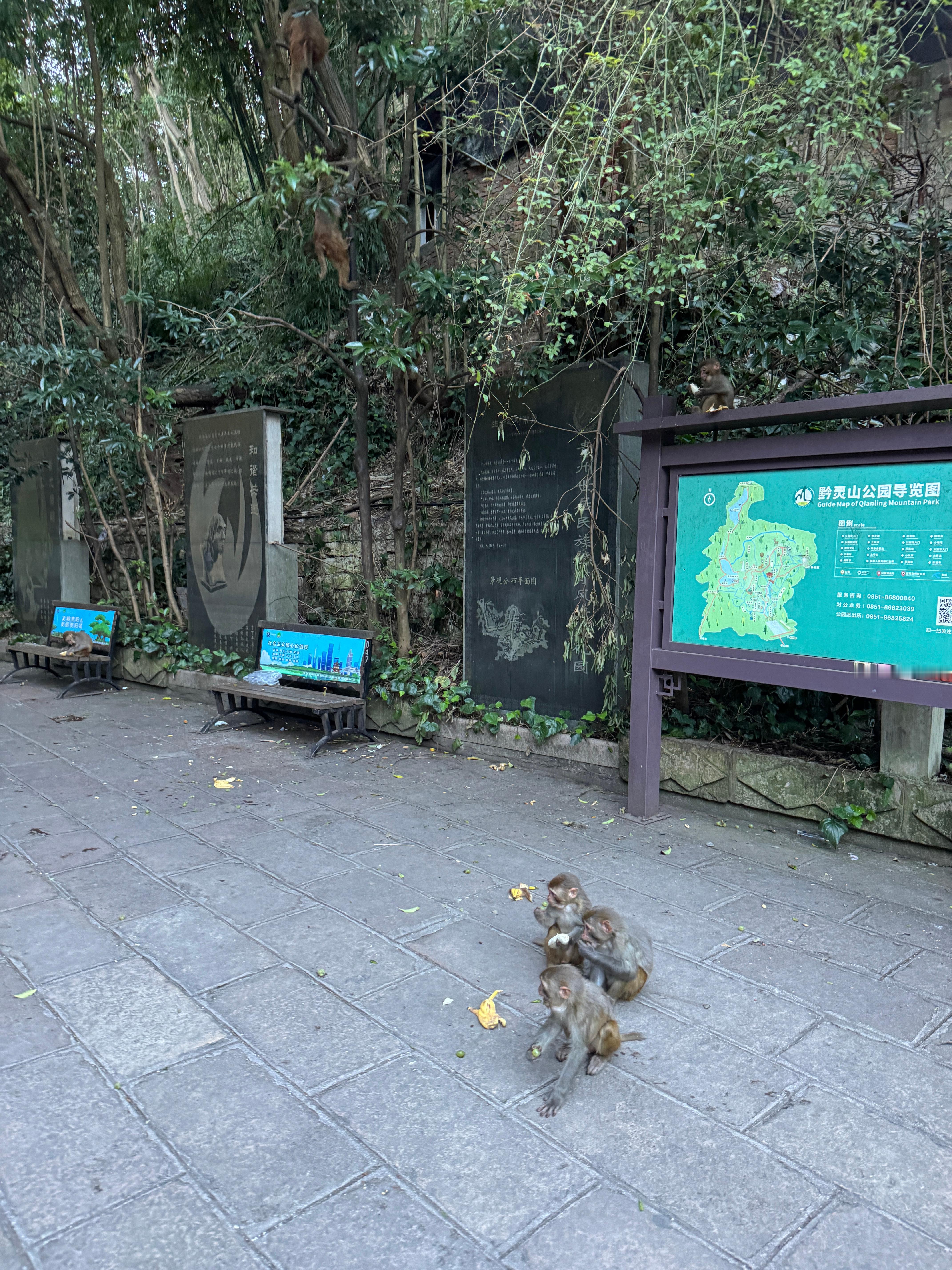 哎哟绷不住了 贵阳·黔灵山公园
