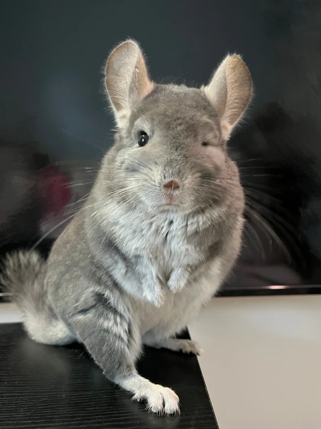 拍到了阿呆鼠生最性感的一张照片🐭
