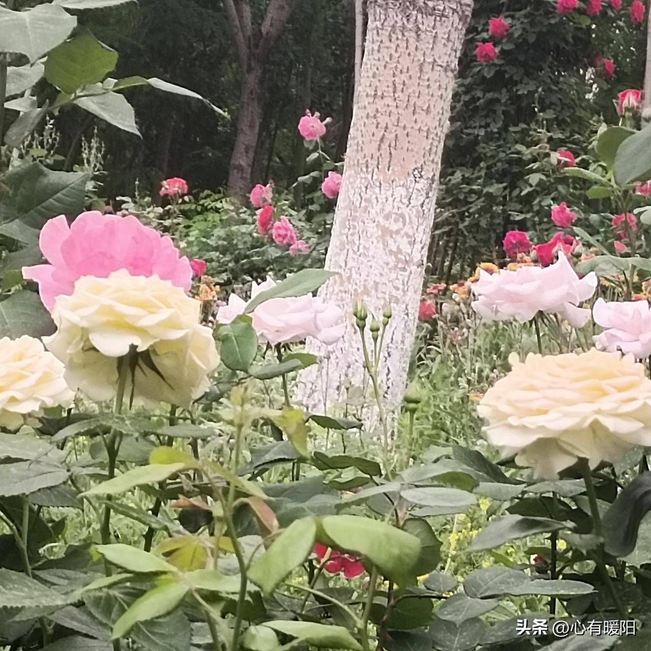 很多人以为感情靠颜值、金钱和甜言蜜语维系，其实走过岁月才明白：两性相处，最值钱的