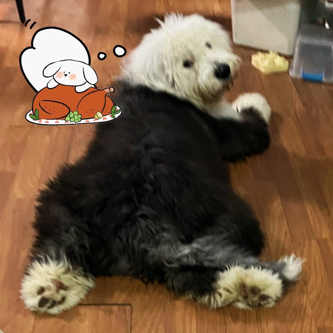 邦布半岁生日，虽然我知道你很想吃大烤鸡，但鉴于现在实在太球球状了，小礼物是，带你